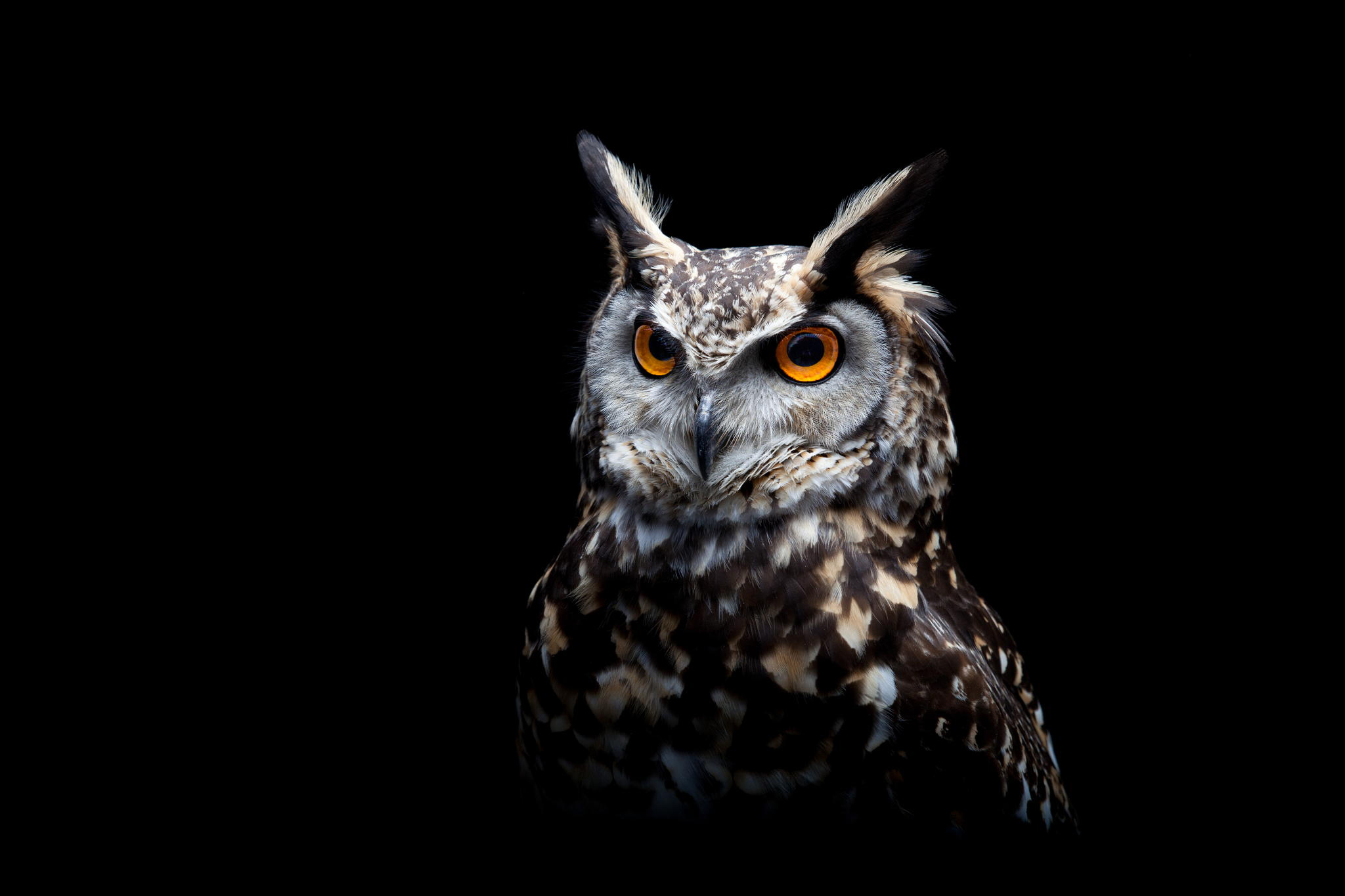 Owl Dark Background, Full HD 2K Wallpaper